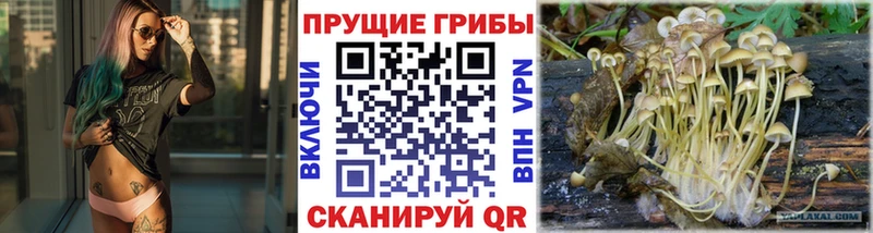 Галлюциногенные грибы Psilocybine cubensis  Иноземцево 