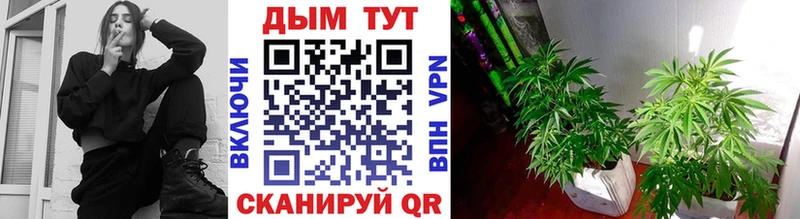 Каннабис сатива  Иноземцево 